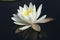 Water lily in bloom on Spectacle Pond in Vermont