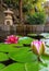 Water Lily Blooming in Backyard Pond with stone lantern