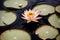 A water lily blooming in a quiet pond