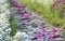Water lily blooming season with beautiful purple flowers