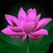 Water lily. A blossoming pink bud. A mysterious flower in the night lotus valley. Colored vector illustration. Flat style. 