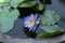 Water lily with blue petals