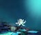 Water lily on blue pond background