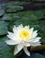 Water Lily, bright star, White lotus flower in the pond.