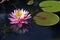 Water lily on the dark of the lake