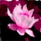 Water-lily digital painting in Viva Magenta shades