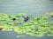 Water lily flower in the Boga Lake of the hilly area of Bandarban, Bangladesh