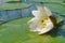 Water lily flower floating in a pond