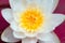 A water lily flower macro photo. Asian white flower close-up. Beautiful stock image of a blooming waterlily