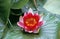 Water Lily Flower, Mexico