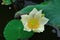 Water lily flower  Nelumbo lotus