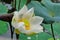 Water lily flower  Nelumbo lotus