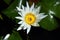 Water lily flower, with pollinator aquatic decoration plant