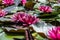 Water lily flower in shadows