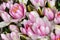 Water lily flowers background