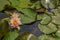 Water lily flowers on the lake.