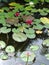 Water lily garden