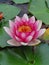 A water lily, grow it in old bathtub, garden. Delicate pink flower.
