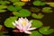 A water lily grows in a decorative pond