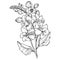 water lily larkspur july birth flower tattoo, how to draw lafkspur flower, delphinium flower pencil adrt