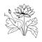water lily larkspur July birth flower tattoo, realistic black and white water lily tatto