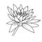 water lily larkspur July birth flower tattoo, water lily larkspur July birth flower tattoo, realistic waterlily