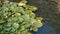 Water lily leaves in pond of old well