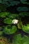 Water lily and lilypads