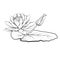 , water lily line art, easy water lily drawing for children, waterlily coloring pages for adults