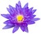 Water lily or lotus flower