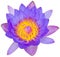 Water lily or lotus flower