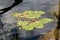 Water lily or Nymphaea aquatic rhizomatous herb plants large leaves growing out of small local lake surrounded with fallen leaves