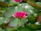 Water lily Nymphaea Escarboucle - aquatic plant in the family Nymphaeaceae. Lotus flower or pink water lily in the big