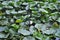 Water lily Nymphaea plant leaves