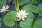 Water lily Nymphaea tetragona in the river