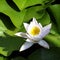 Water lily nymphaeaceae or lily pad - Zelazowa Wola, Mazowieckie, Poland