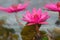 Water lily oil painting effect