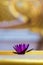 Water lily in old buddhist temple in Bangkok Thailand