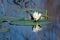 Water Lily Pad Flower, Savannah National Wildlife Refuge