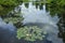 Water lily pads on lake