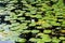 Water with lily pads, wetlands