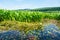 Water with lily pads, wetlands