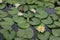 Water lily, a perennial floating leaf aquatic herb with thick rhizomes