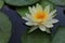 Water lily, a perennial floating leaf aquatic herb with thick rhizomes