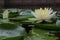 Water lily, a perennial floating leaf aquatic herb with thick rhizomes