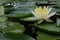 Water lily, a perennial floating leaf aquatic herb with thick rhizomes