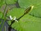 a water lily in a pond