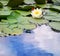 Water Lily In A Pond