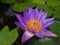 Water Lily in the pond