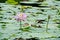 Water lily in the pond. Beautiful pink flowers on the surface of the water among the green leaves.